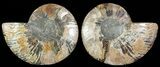 Cut & Polished Ammonite Fossil - Agatized #69015-1
